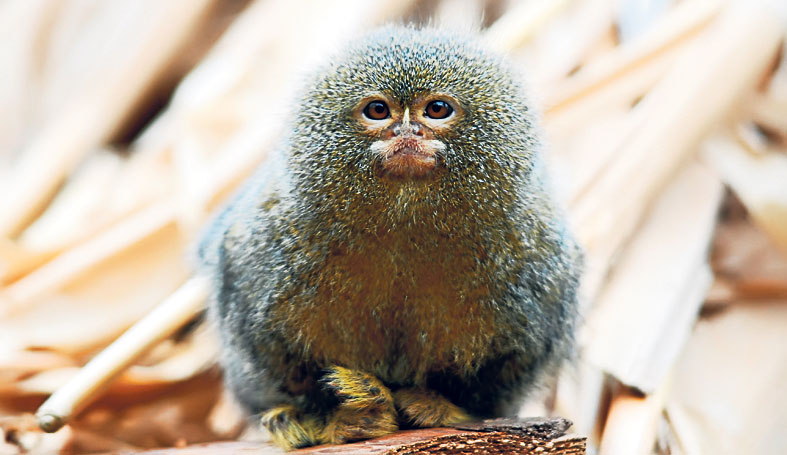 4449-267717-maimuta_pigmeu.jpg 4449-267717-maimuta_pigmeu.jpg