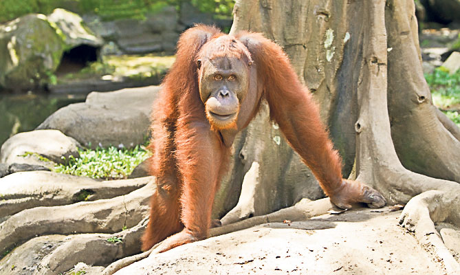 4449-267722-maimuta_urangutan.jpg 4449-267722-maimuta_urangutan.jpg