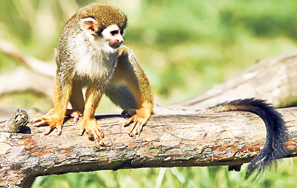 4449-267724-maimuta_veverita.jpg 4449-267724-maimuta_veverita.jpg