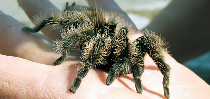 3756-91039-tarantula.jpg