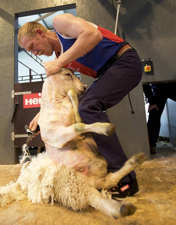 0-95013-worldsheepshearing1.jpg