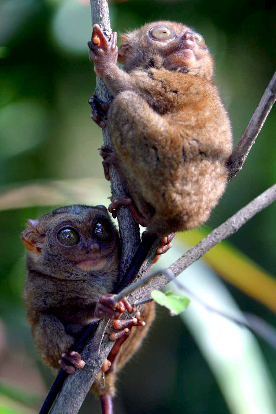 0-107108-tarsier01.jpg 0-107108-tarsier01.jpg