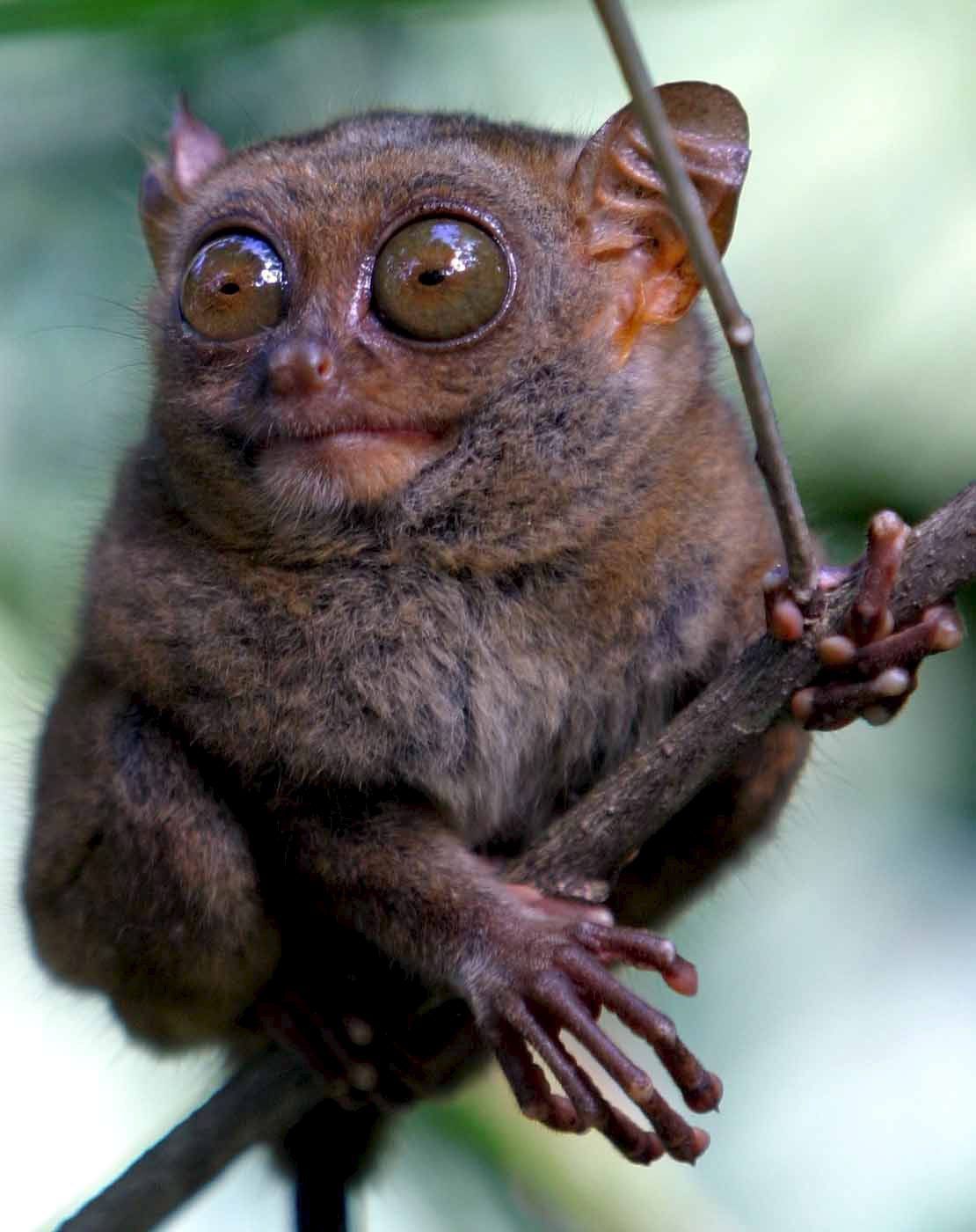0-107109-tarsier02.jpg 0-107109-tarsier02.jpg