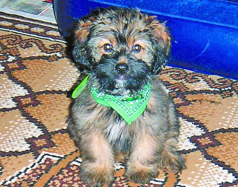3830-109404-buddy.jpg 3830-109404-buddy.jpg