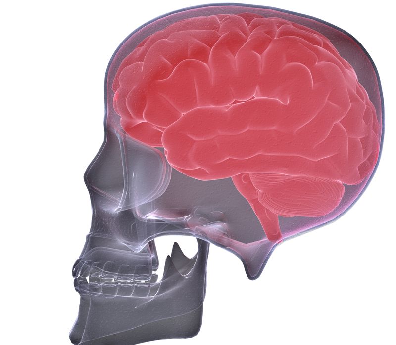 0-112248-creier.jpg