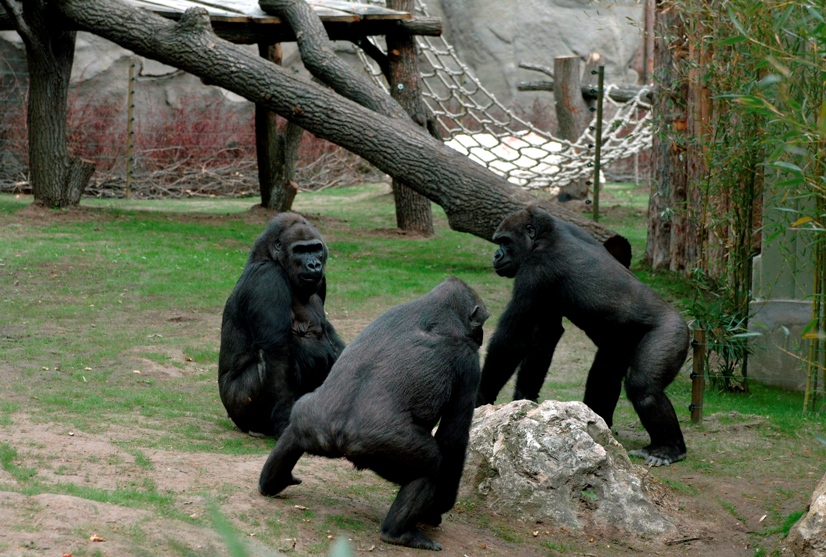 0-119195-gorila.jpg