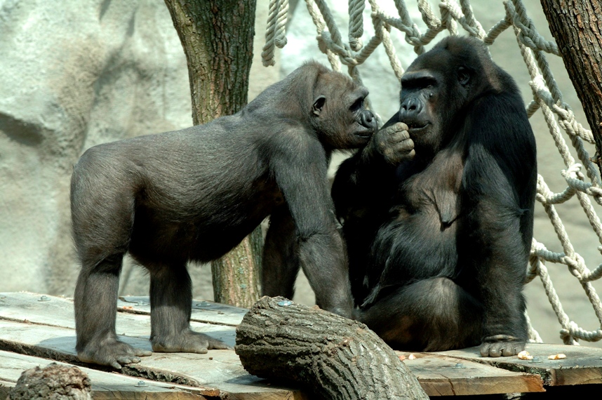 0-119196-gorila1.jpg