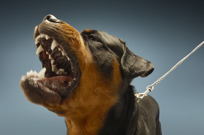 0-119471-dog.jpg