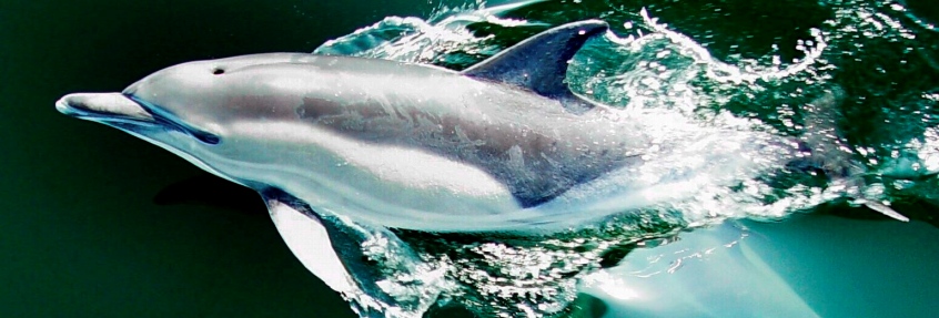 0-122104-delfin.jpg