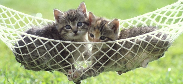 0-122174-pisica.jpg 0-122174-pisica.jpg