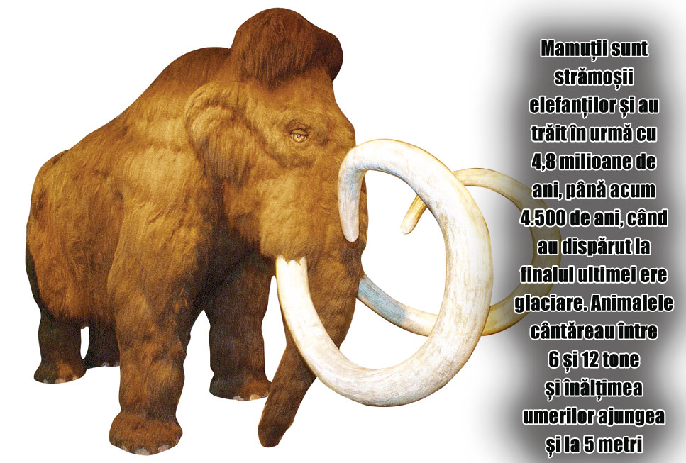 3873-117587-mamut.jpg