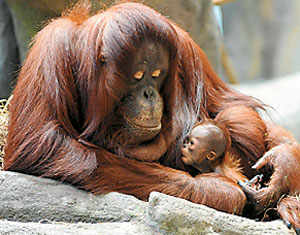 3893-122008-maimute.jpg 3893-122008-maimute.jpg