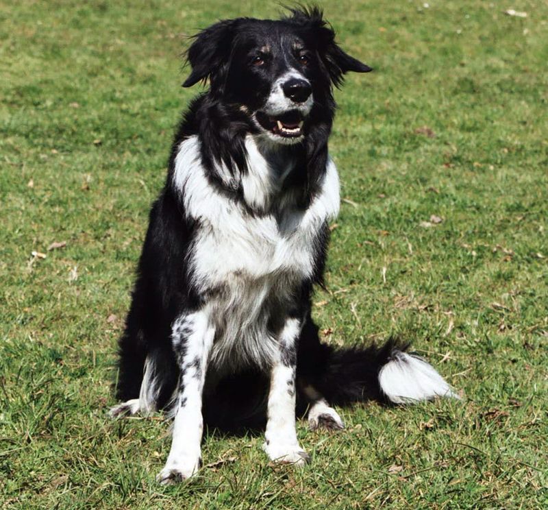 0-128993-collie.jpg