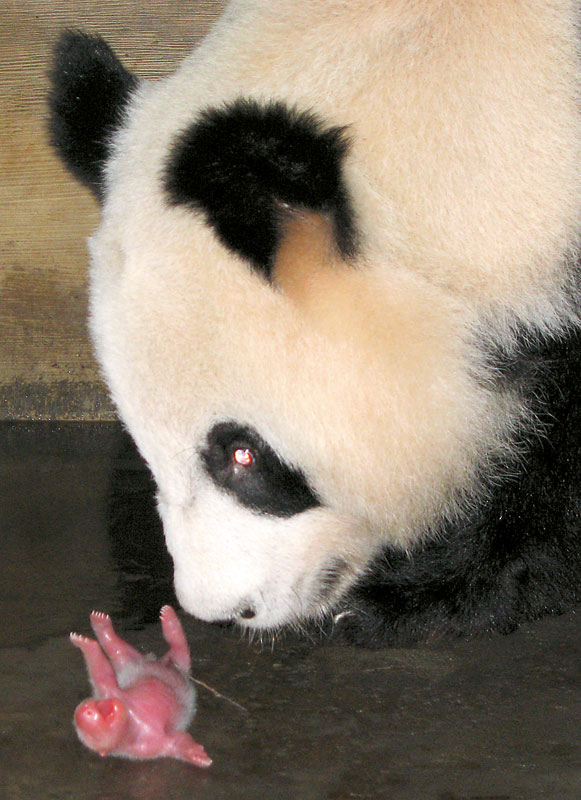 3903-123806-panda.jpg