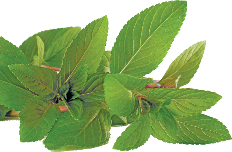 3914-126554-menta.jpg