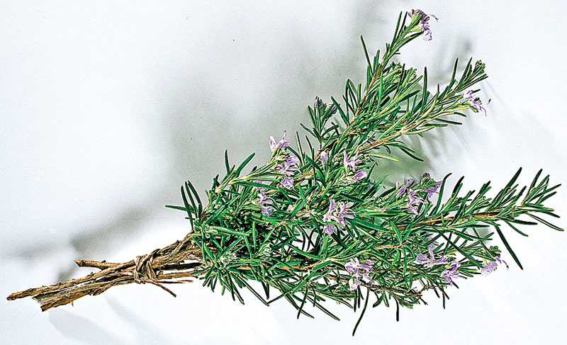 3914-126557-rozmarin.jpg