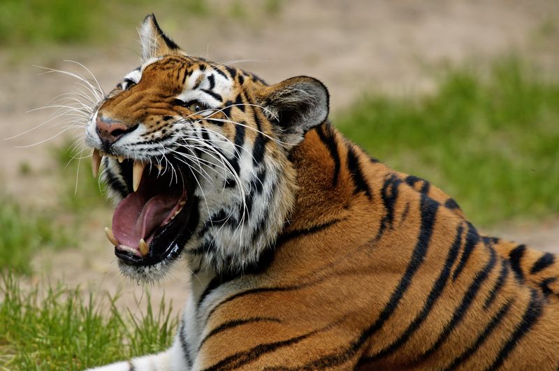 0-131327-tigru.jpg 0-131327-tigru.jpg