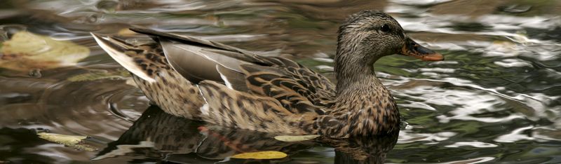 0-131441-mallardw.jpg
