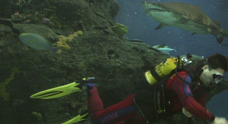 0-132291-diver.jpg
