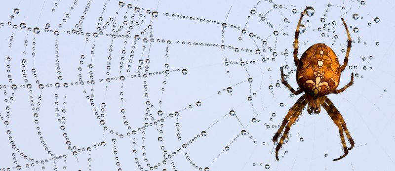 0-132470-spider.jpg