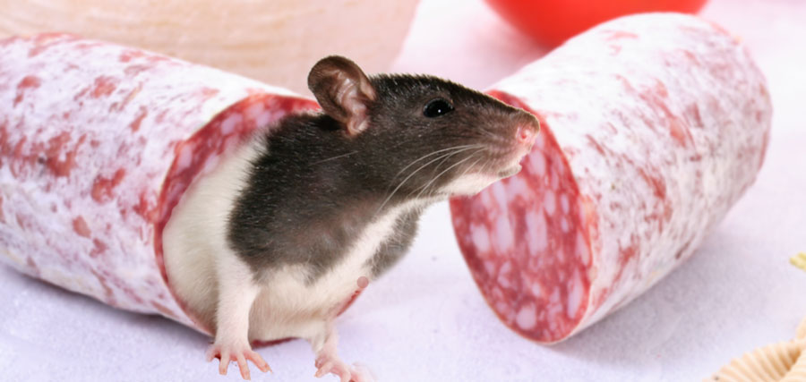 0-133367-rat.jpg