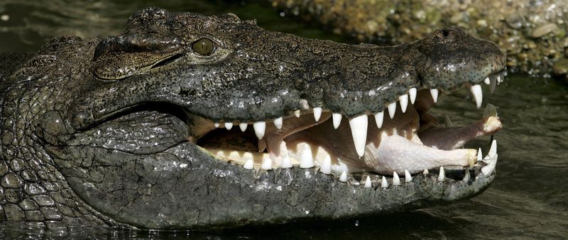 0-133440-croco.jpg 0-133440-croco.jpg