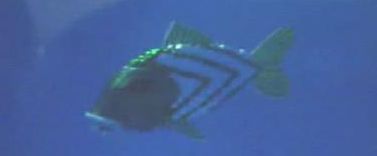 0-134380-robotfish.jpg