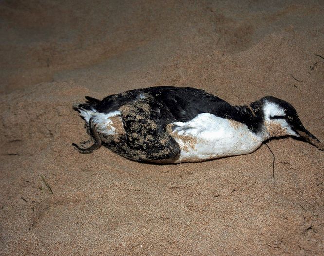0-135891-pinguinmortt.jpg