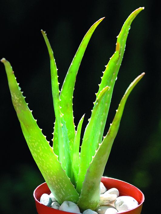 3949-133243-aloe.jpg