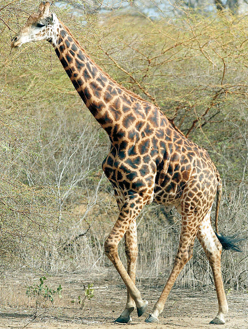 3952-134052-girafa.jpg