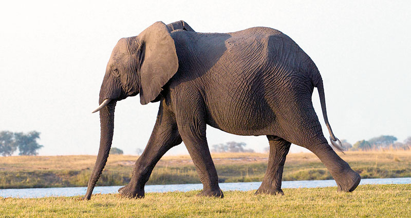 3952-134055-elefant.jpg