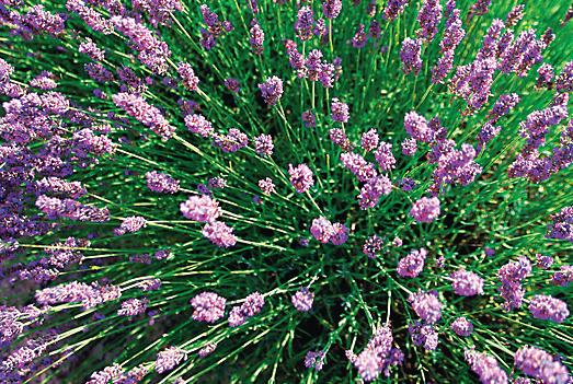 3956-134989-lavanda.jpg