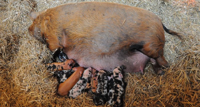 0-137194-porc.jpg