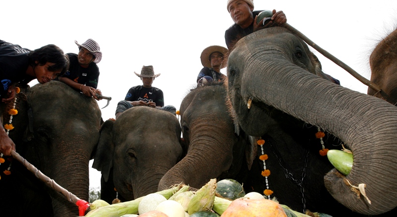 0-139609-elefant.jpg
