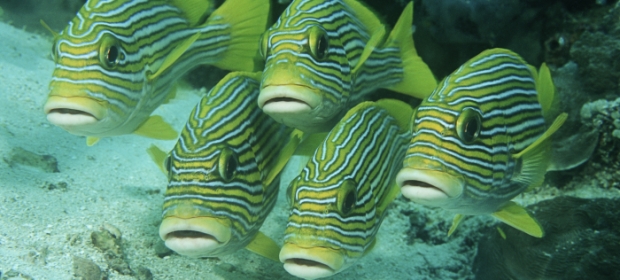 0-142431-fish.jpg 0-142431-fish.jpg