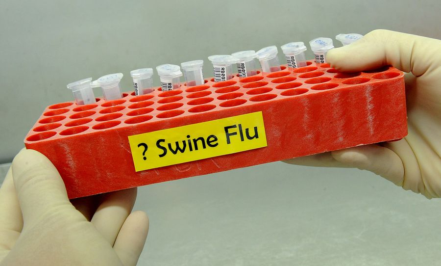 0-143071-swine.jpg