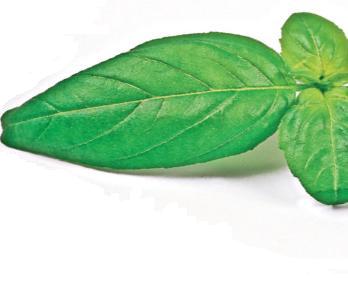 3963-136600-menta.jpg