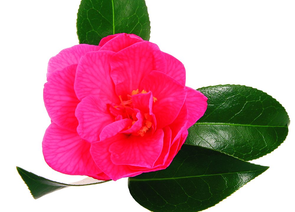 3972-138948-6camelieshutterstock_8547073.jpg