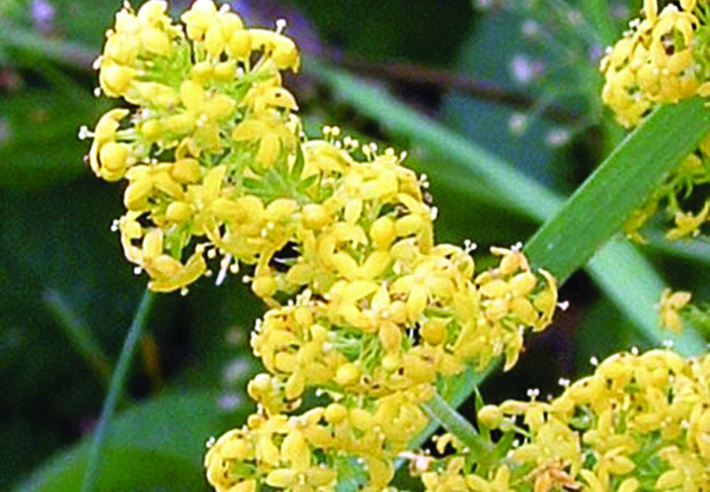 3972-138954-6sanzaiene.jpg