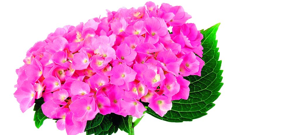 3972-138961-6shutterstock_1495561.jpg