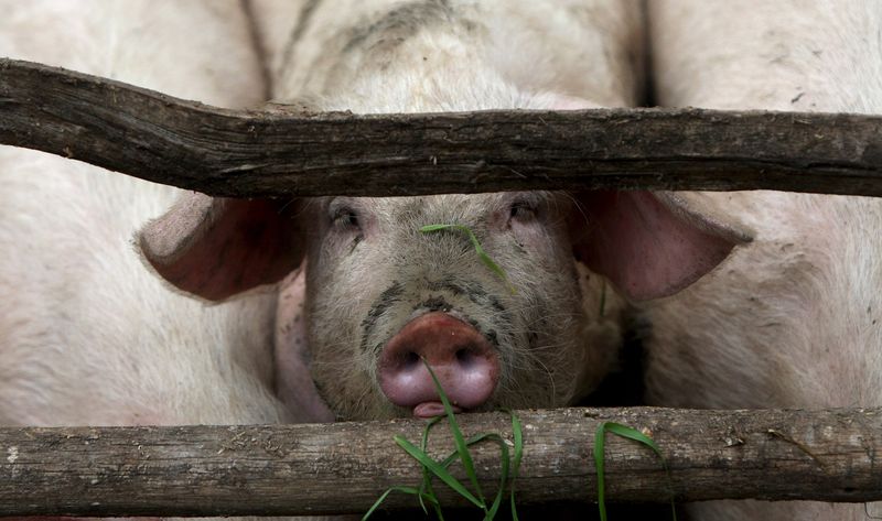 0-143601-porc.jpg