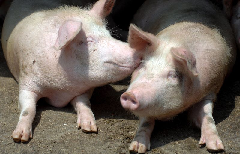 0-144304-porc.jpg 0-144304-porc.jpg