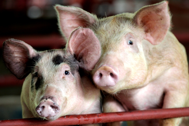0-144496-porc.jpg