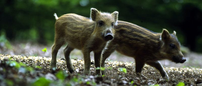 0-145040-porci.jpg