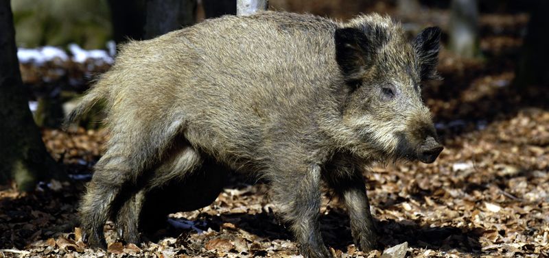 0-145489-wildboar.jpg