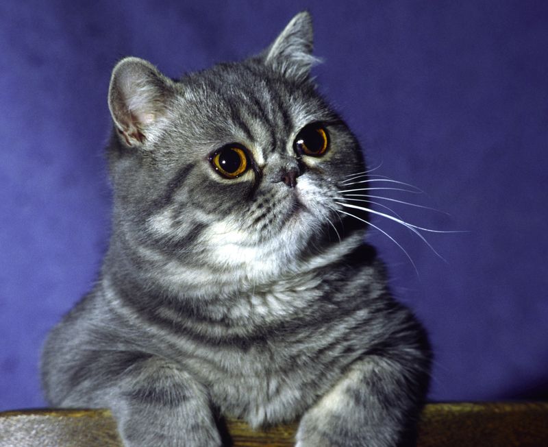 0-147798-cat.jpg