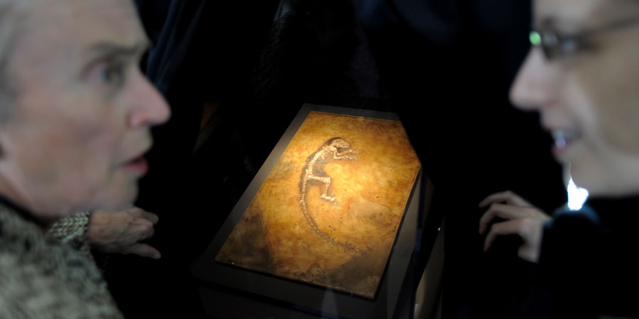 0-148162-fosilauimire.jpg 0-148162-fosilauimire.jpg
