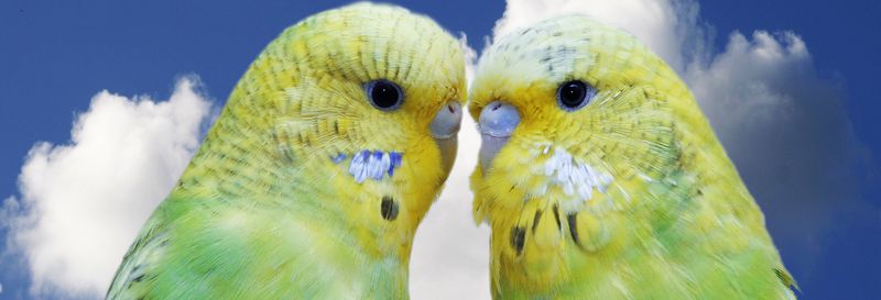 0-148674-birds1.jpg