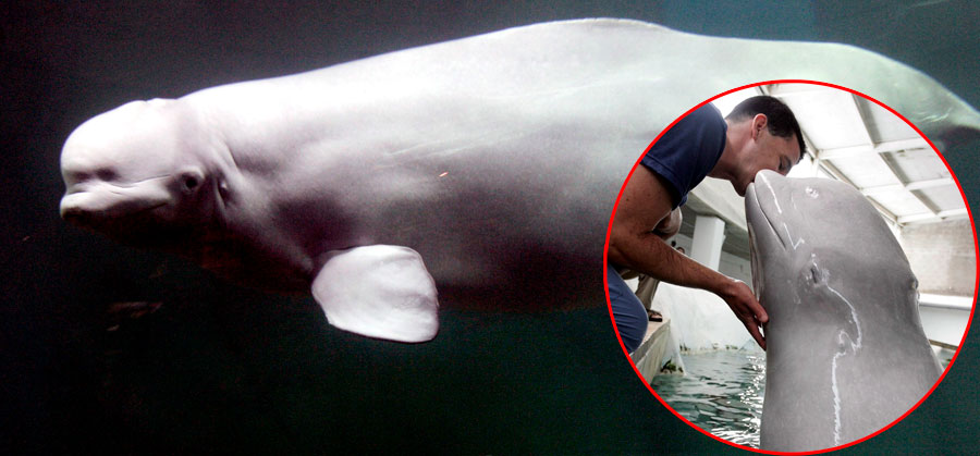 0-149828-beluga.jpg