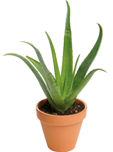 4003-146697-aloe.jpg
